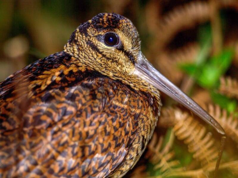 Bukidnon Woodcock
