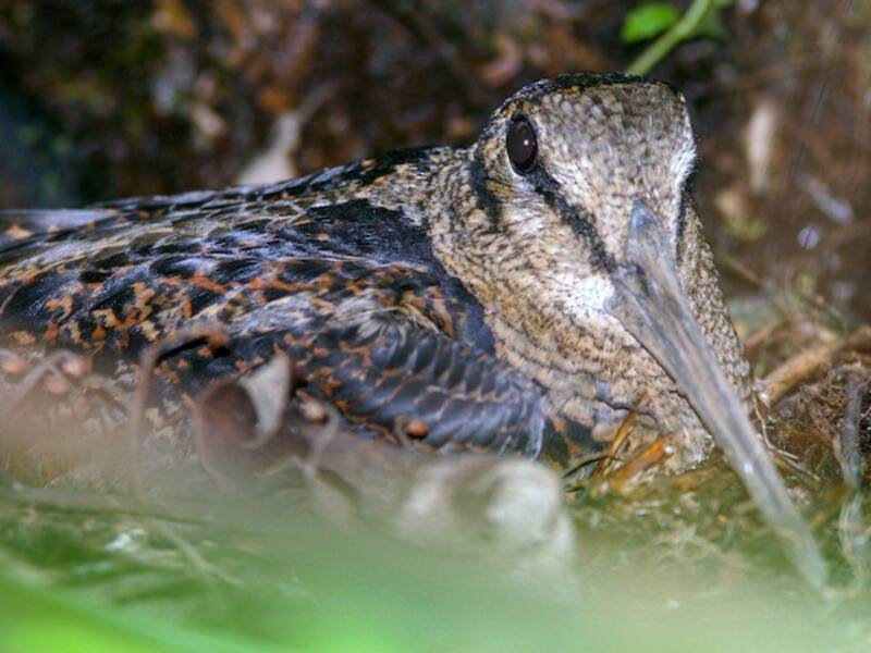 Beccaccia di Bukidnon, Foto 2