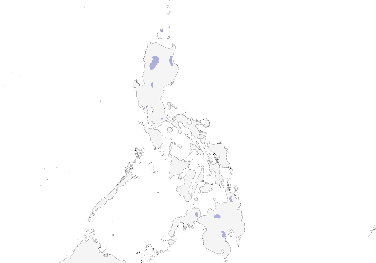 Beccaccia di Bukidnon, Distribuzione 1