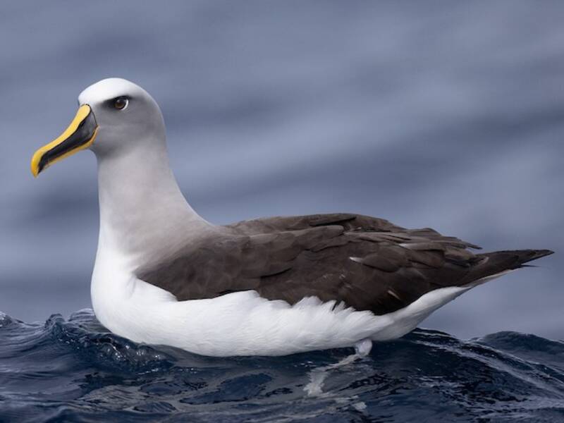 Albatros de Buller, Photos 4