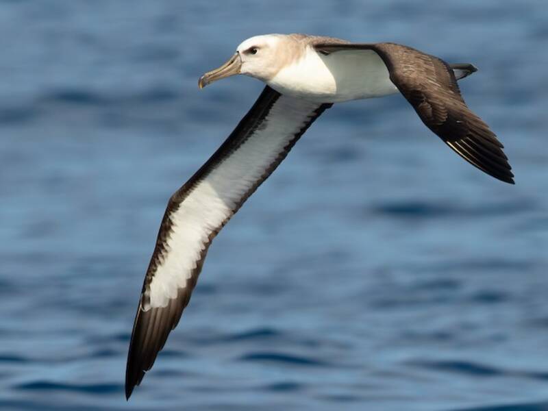 Buller's Albatross (Thalassarche bulleri)