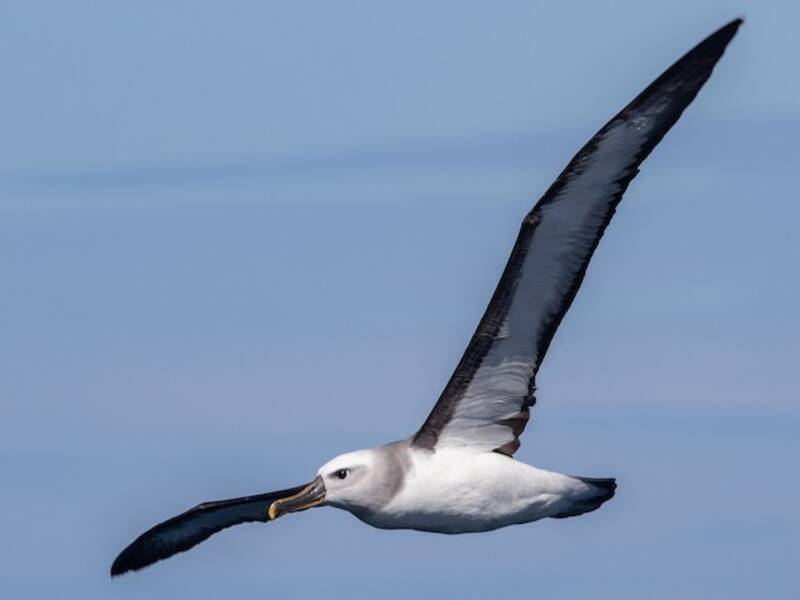 Albatros de Buller, Photos 3