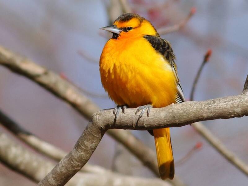 Bullock's Oriole, Photos 2