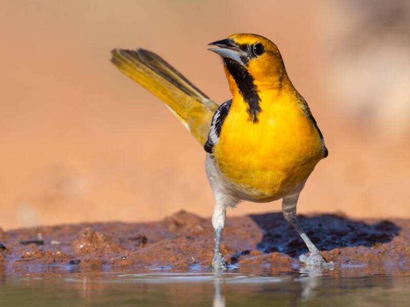 Bullock's Oriole, Photos 3
