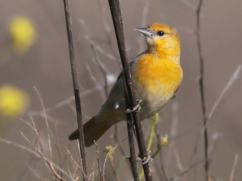 Bullock's Oriole, Photos 4