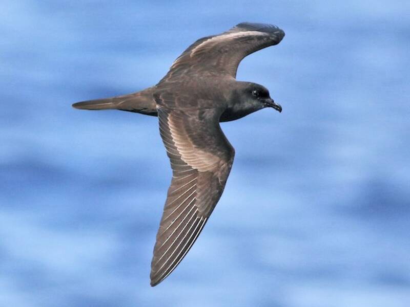 Petrello di Bulwer, Foto 3