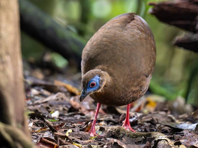 Bulwer's Pheasant