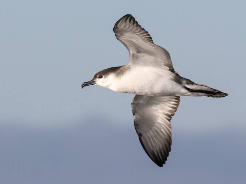 Puffin de Buller