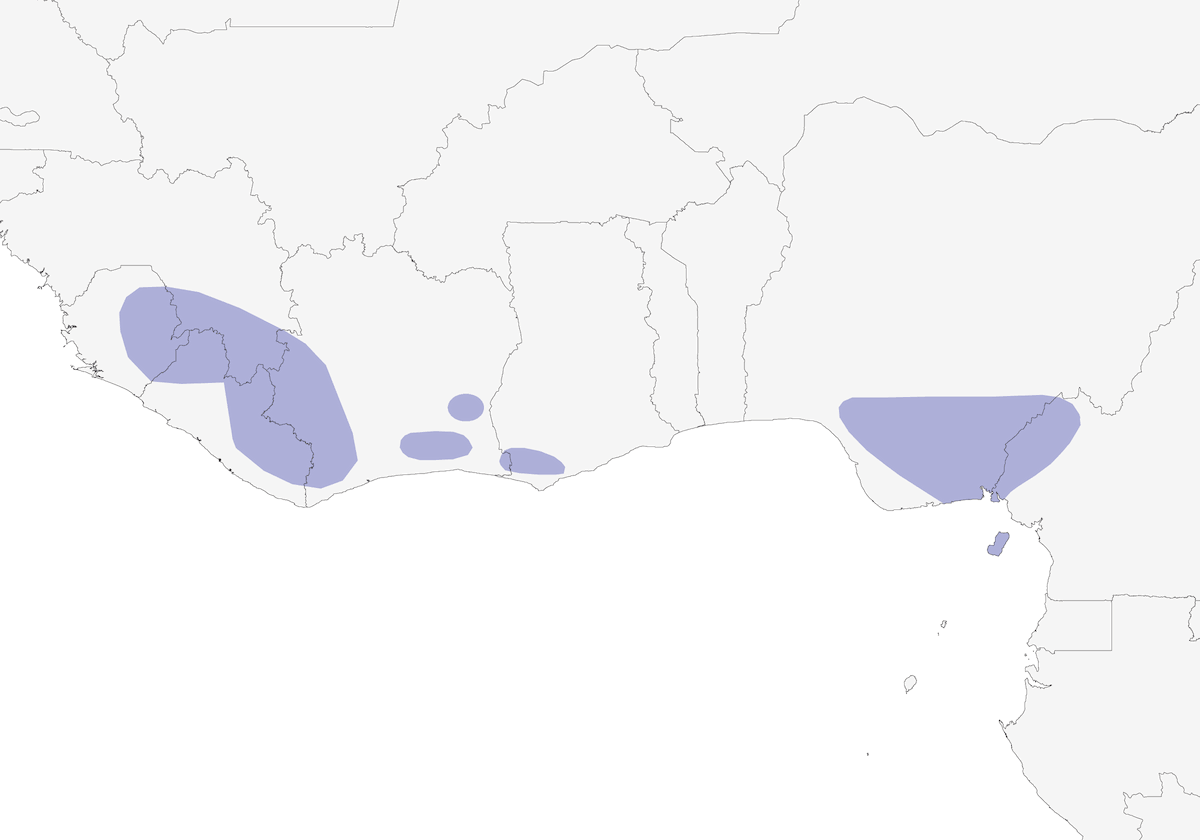Guêpier à moustache bleue, Distribution 1