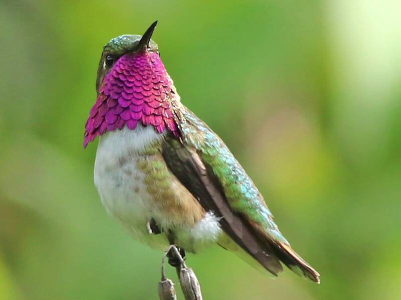 Bumblebee Hummingbird