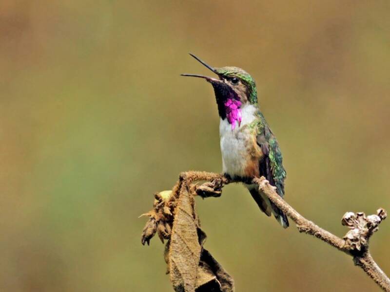 Bumblebee Hummingbird, 照片 4