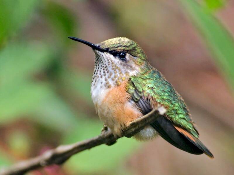 Bumblebee Hummingbird, 照片 2
