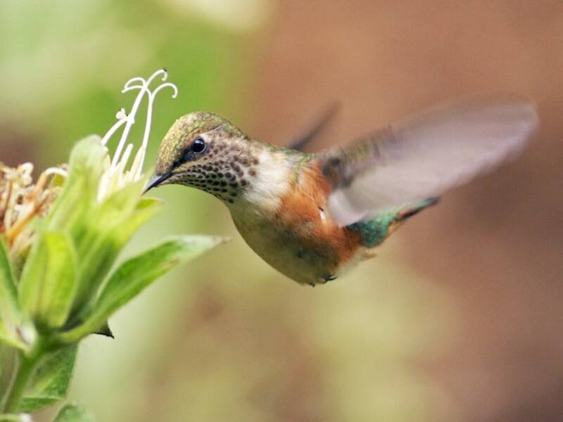 Bumblebee Hummingbird, 照片 3