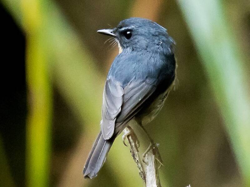 Bundok Flycatcher, Photos 2