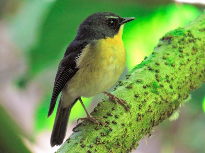 Bundok Flycatcher, Photos 4