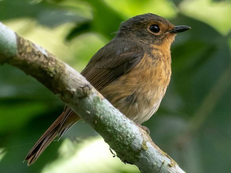 Bundok Flycatcher, Photos 3