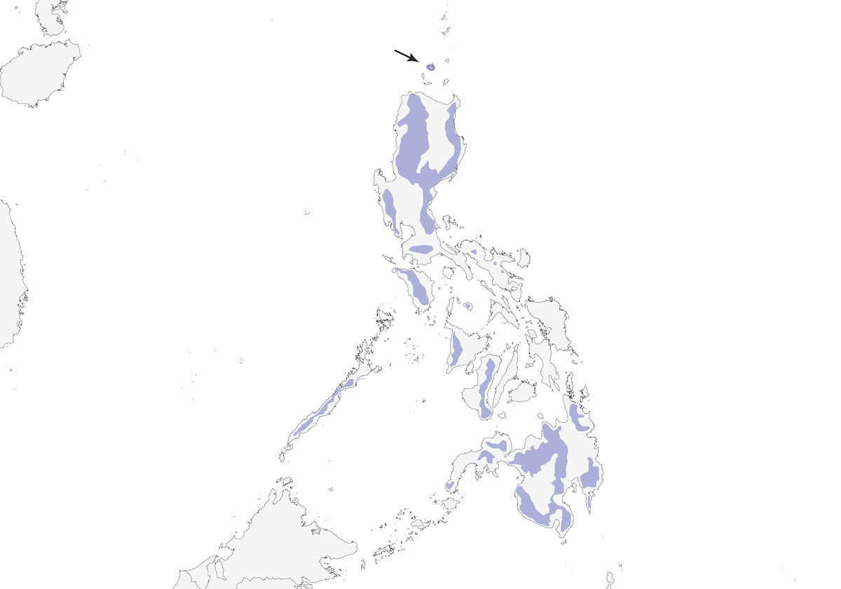Bundok Flycatcher, Distribution 1