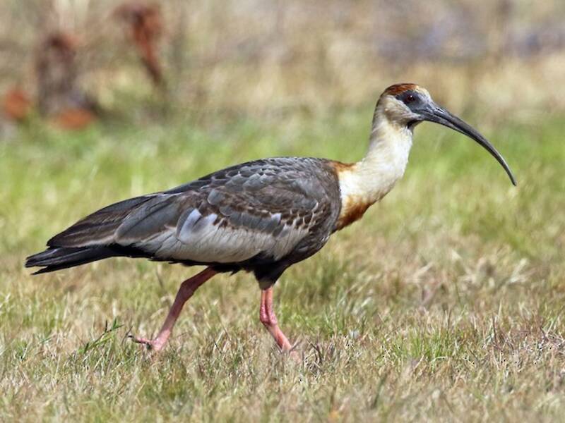 Buff-necked Ibis, Photos 4