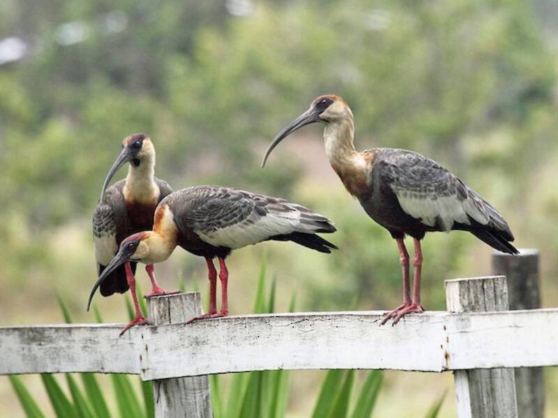 Buff-necked Ibis, Photos 3