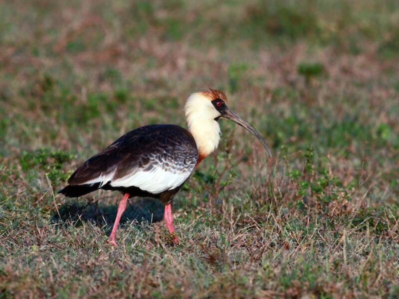 Buff-necked Ibis, Photos 2