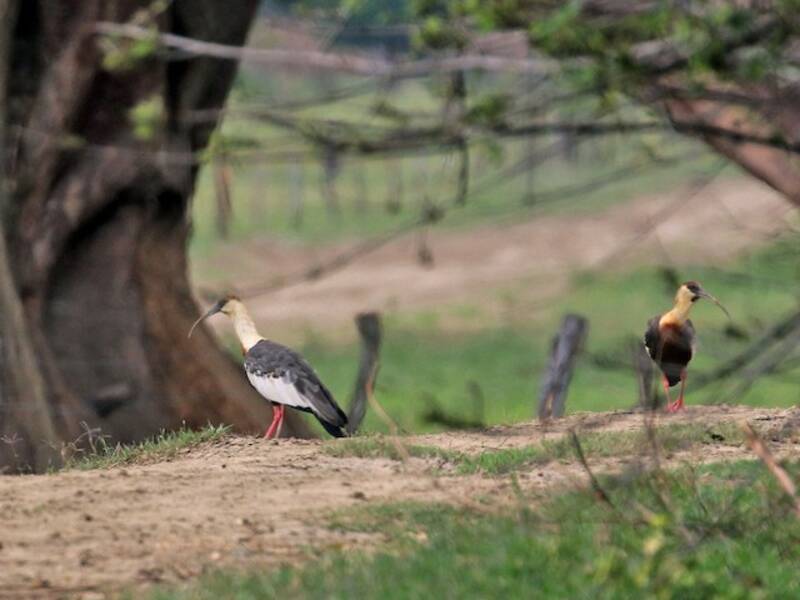 Buff-necked Ibis