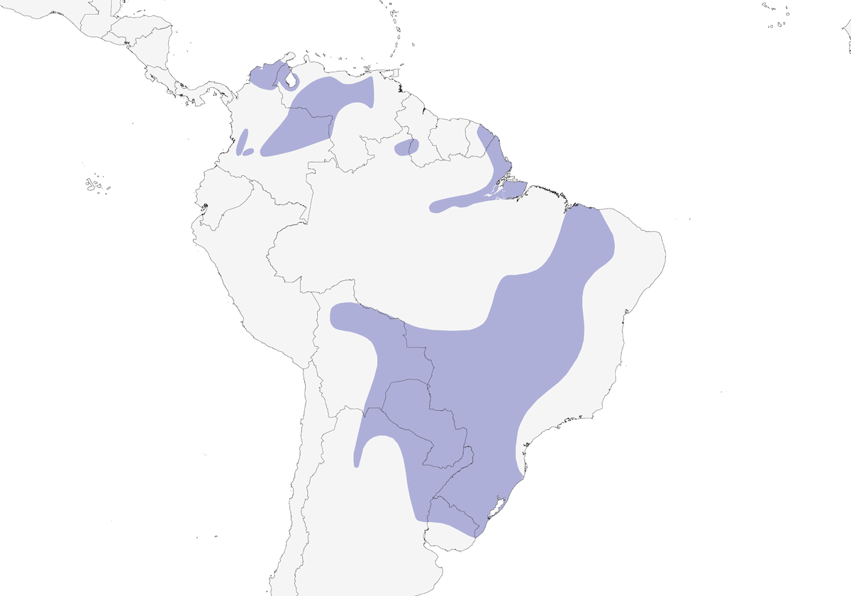 Buff-necked Ibis, Distribution 1