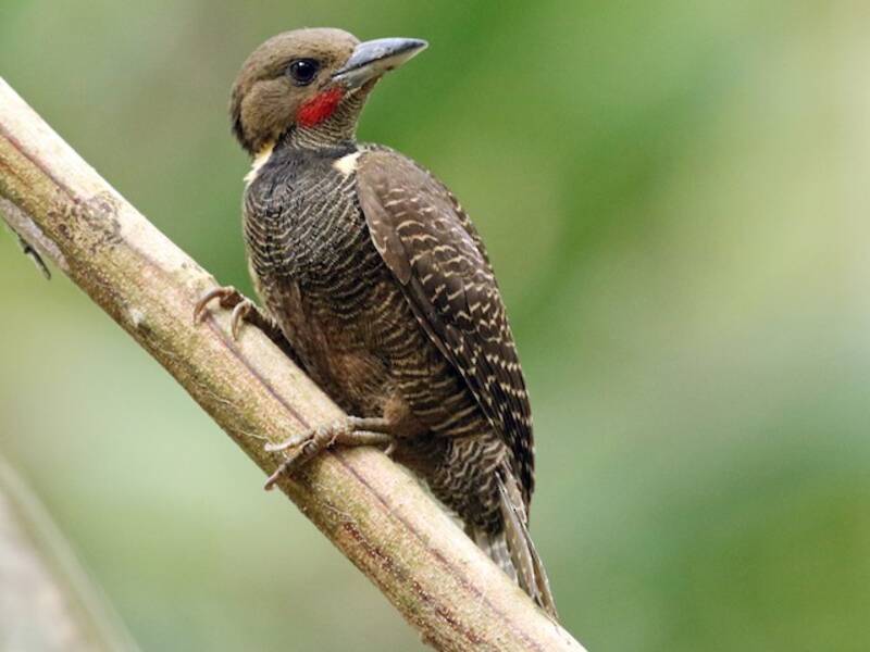 Buff-necked Woodpecker, Photos 4