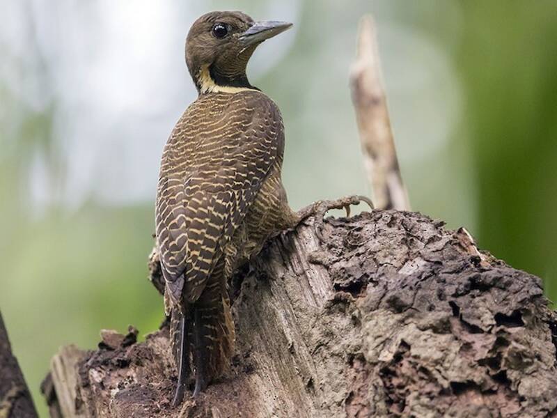 Buff-necked Woodpecker, Photos 2