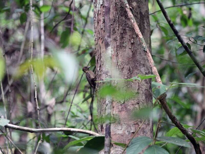 Buff-necked Woodpecker, Photos 3