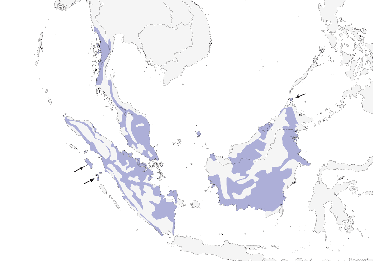 Buff-necked Woodpecker, Distribution 1