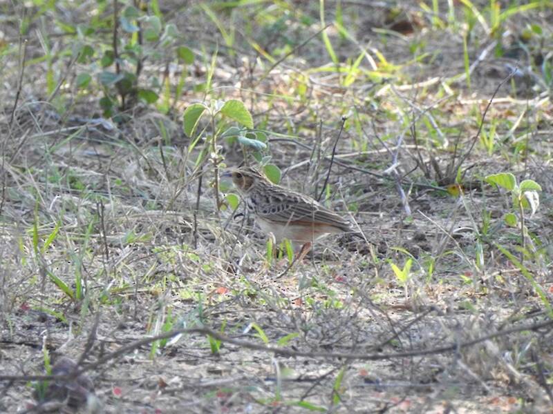Burmese Bushlark