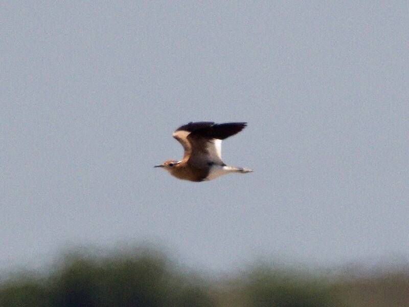 Burchell's Courser (Cursorius rufus)