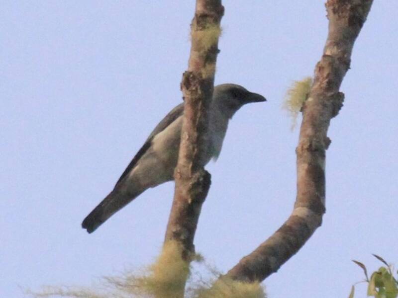 Buru Cuckooshrike