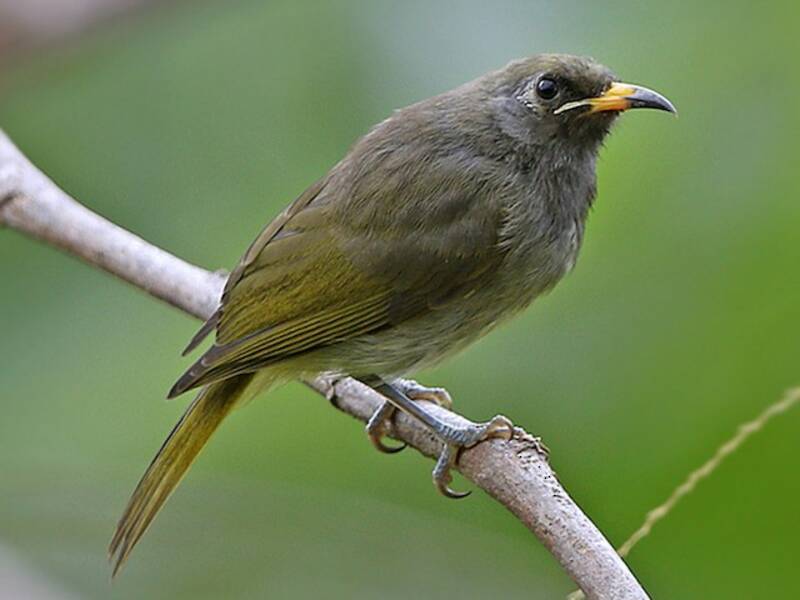 Buru Honeyeater, 照片 3