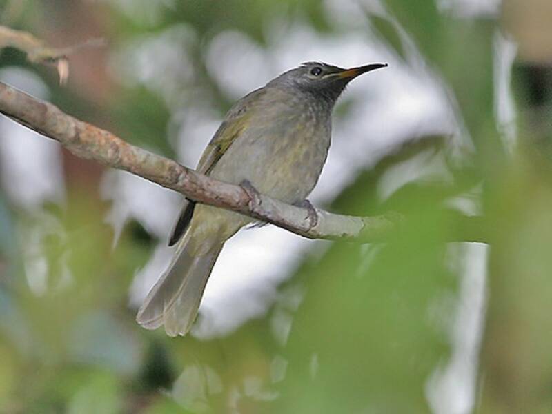 Buru Honeyeater