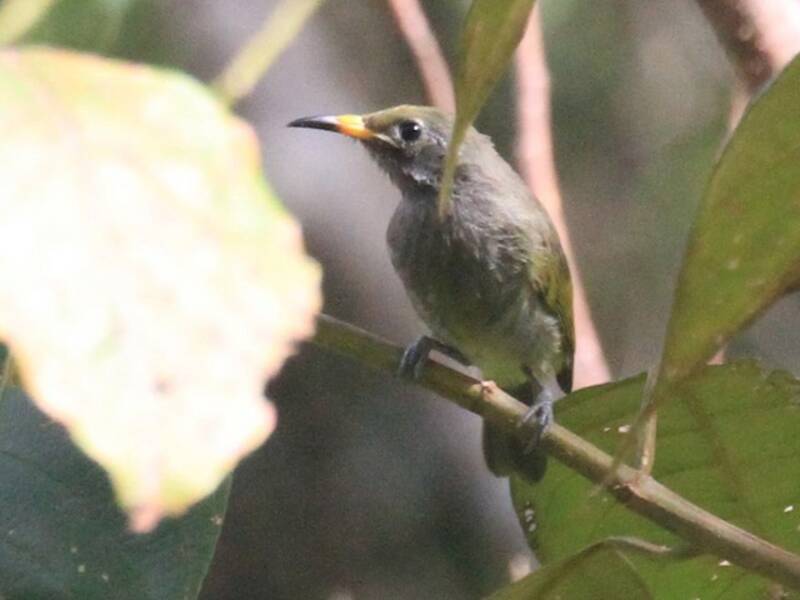 Buru Honeyeater, 照片 2