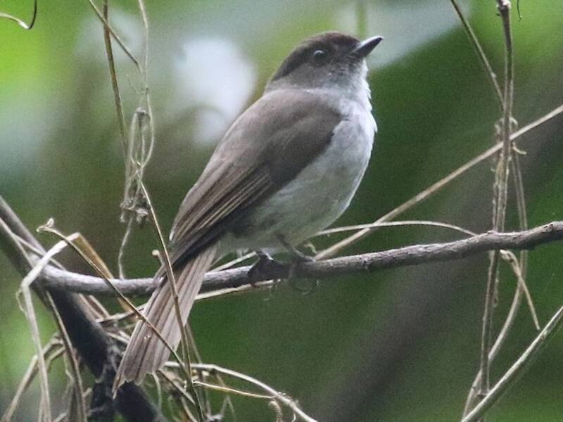 Papamoscas selvático de Buru, Fotos 4
