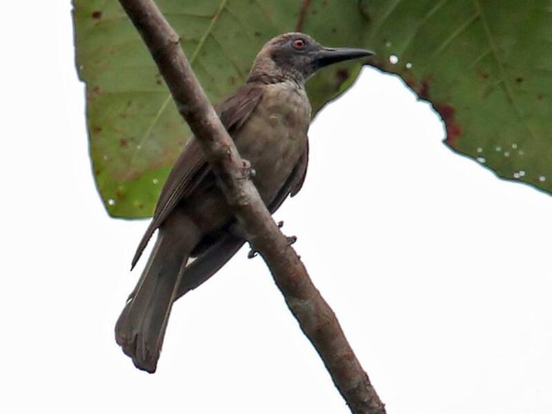 Buru Oriole, 照片 2