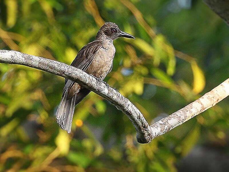 Buru Oriole, 照片 4