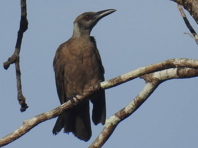 Tanimbar Oriole