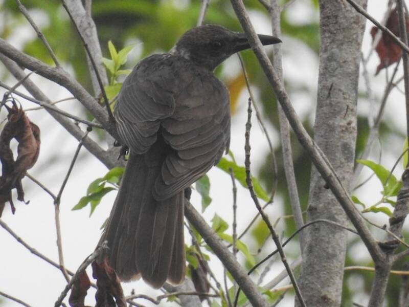 Tanimbar Oriole, 照片 2