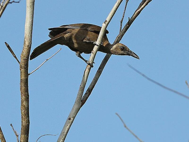Tanimbar Oriole, 照片 3