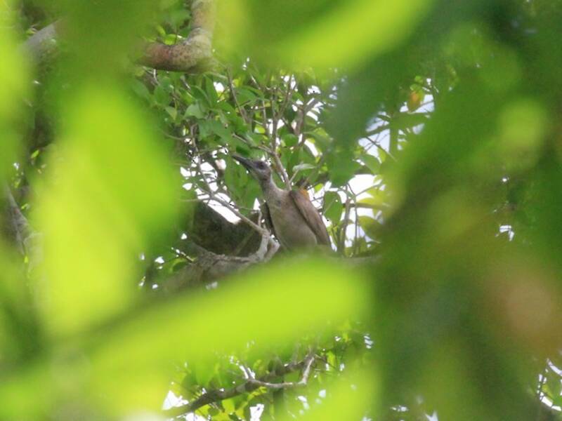 Tanimbar Oriole, 照片 4