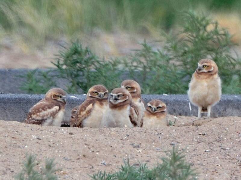 Burrowing Owl (Athene cunicularia)