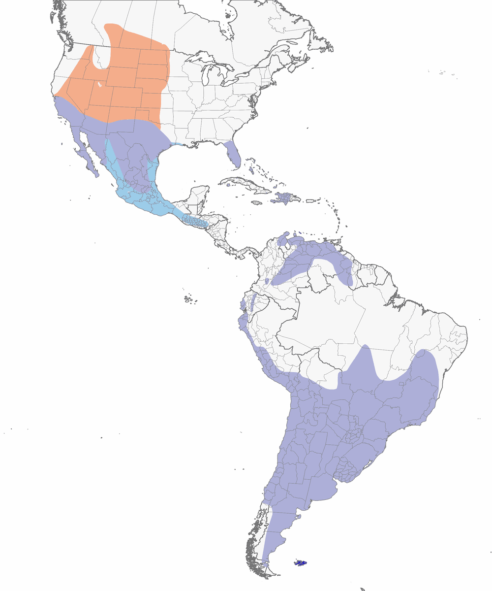 Lechuza de Madriguera, Distribución 1