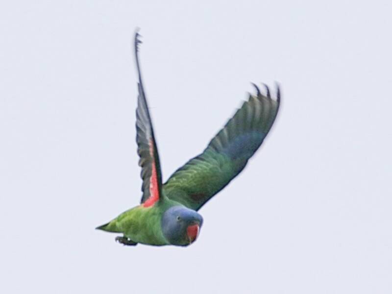 Loro de Simeulue, Fotos 2