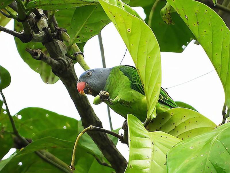 Simeulue Parrot
