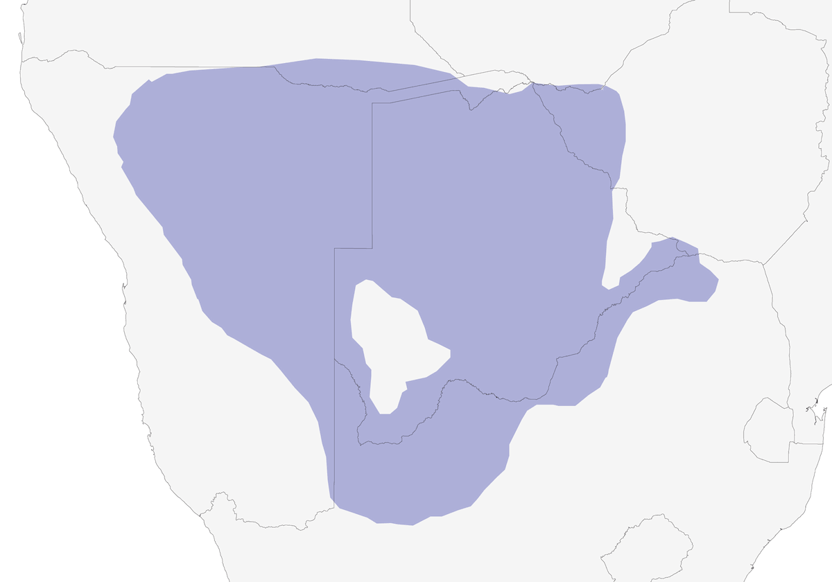Grandule di Burchell, Distribuzione 1
