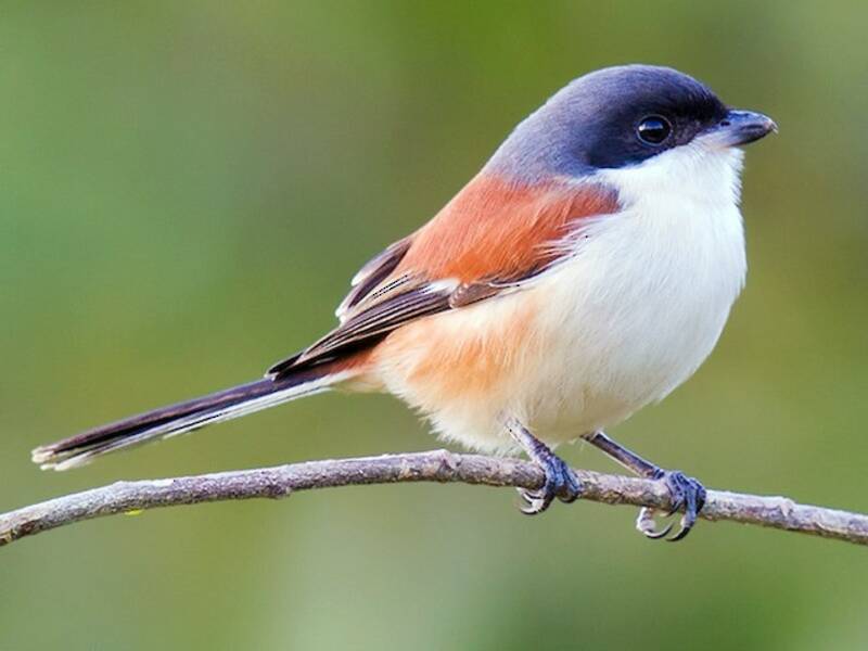 Burmese Shrike, Photos 3
