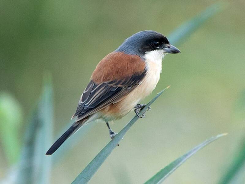 Burmese Shrike, Photos 4